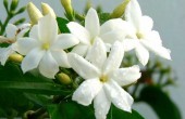 Jasmin