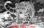 Snow-Leopard1