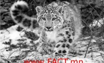 Snow-Leopard1