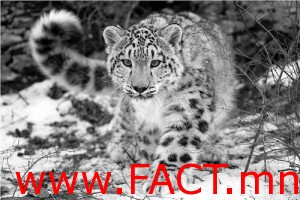 Snow-Leopard1