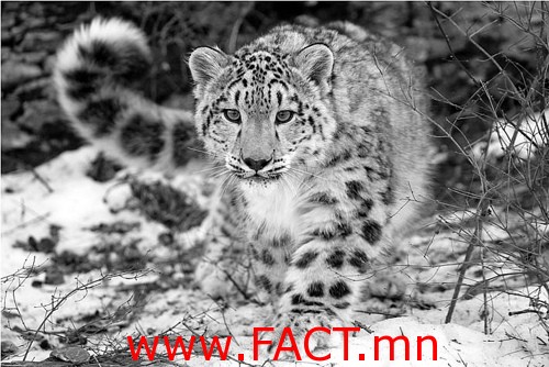 Snow-Leopard1