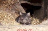 The Oldest Living Wombat in the World