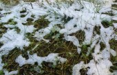 Snow-Grass