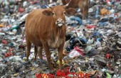 china-cattle-landfill