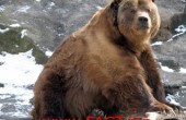 kodiak_bear_2-middle