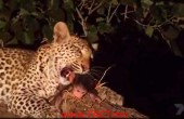 Leopard-Kills-Baboon-Discovers-Baby-Protects-Amazing-Video-Nature-Animals