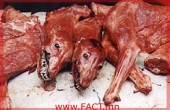 dog-meat-22