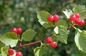 527-1408510891crataegus_dahurica2