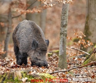 527-1409896978wild-boar-70x_13f220