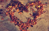 Autumn_Love_by_penguina_mica_large