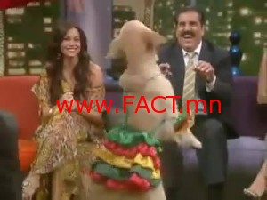 img-amazing-dog-dancing-salsa-543