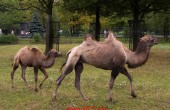 bactrian_camel8