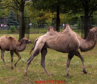 bactrian_camel8