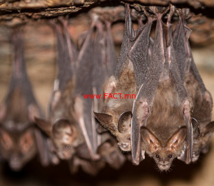 bats