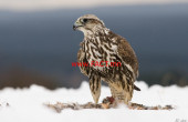 712-1578007043Falco_cherrug_1_(Bohuš_Číčel)