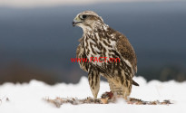 712-1578007043Falco_cherrug_1_(Bohuš_Číčel)