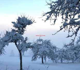 Snow_packed_trees