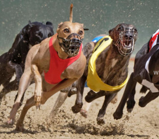 325916-11122024-1733896909-1279146280-Greyhound_RacingHeader